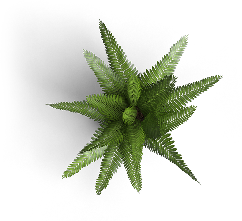 Fern Top Down Png (804x735), Png Download