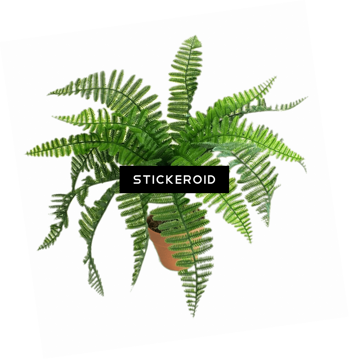 Artificial Fern - Ostrich Fern (1147x1180), Png Download