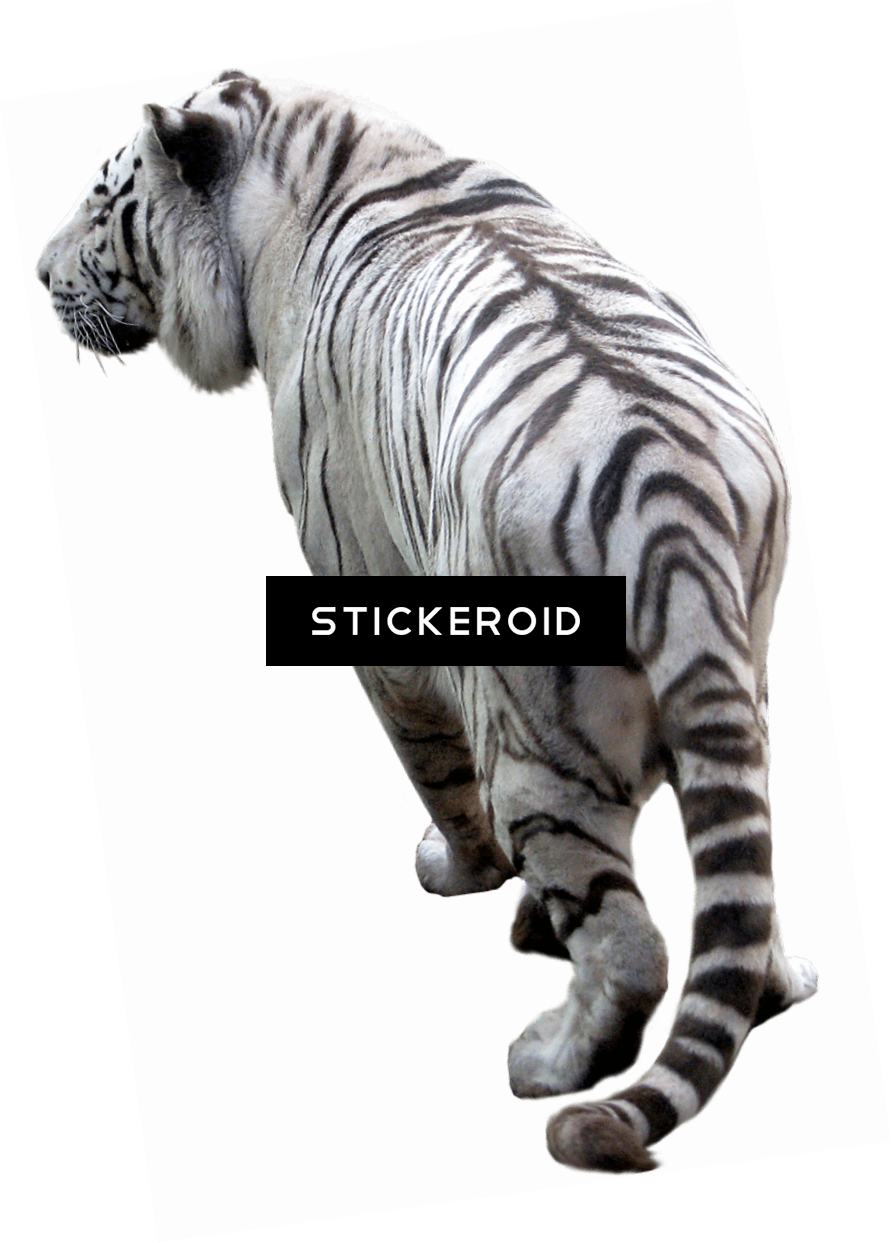 Tiger - Tiger Png Full Hd (892x1243), Png Download