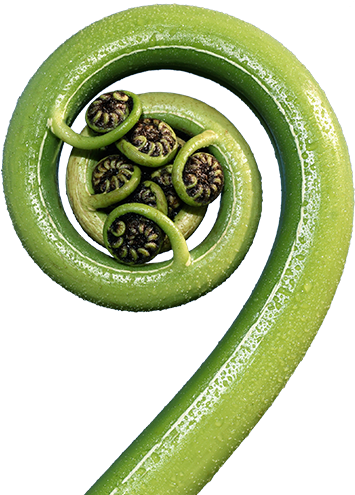 Creating Business Value Through Sustainability - Fern Frond Transparent Png (625x533), Png Download