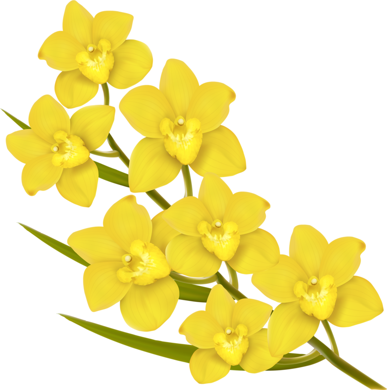 Фото, Автор Soloveika На Яндекс - Hd Png Images Of Yellow Flowers (793x800), Png Download
