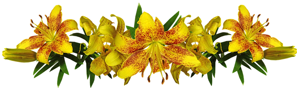 Lilies, Yellow, Asiatic, Flowers, Arrangement, Garden - Flower (960x285), Png Download