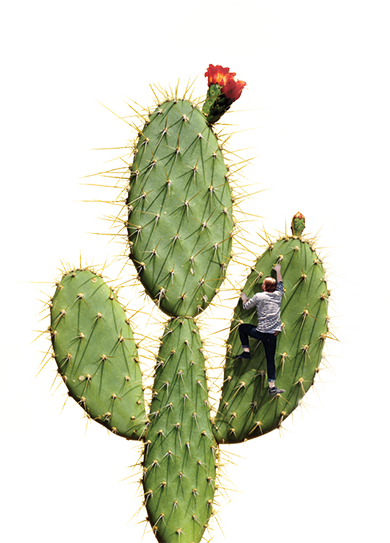Bam-cactus - Cactus (390x543), Png Download