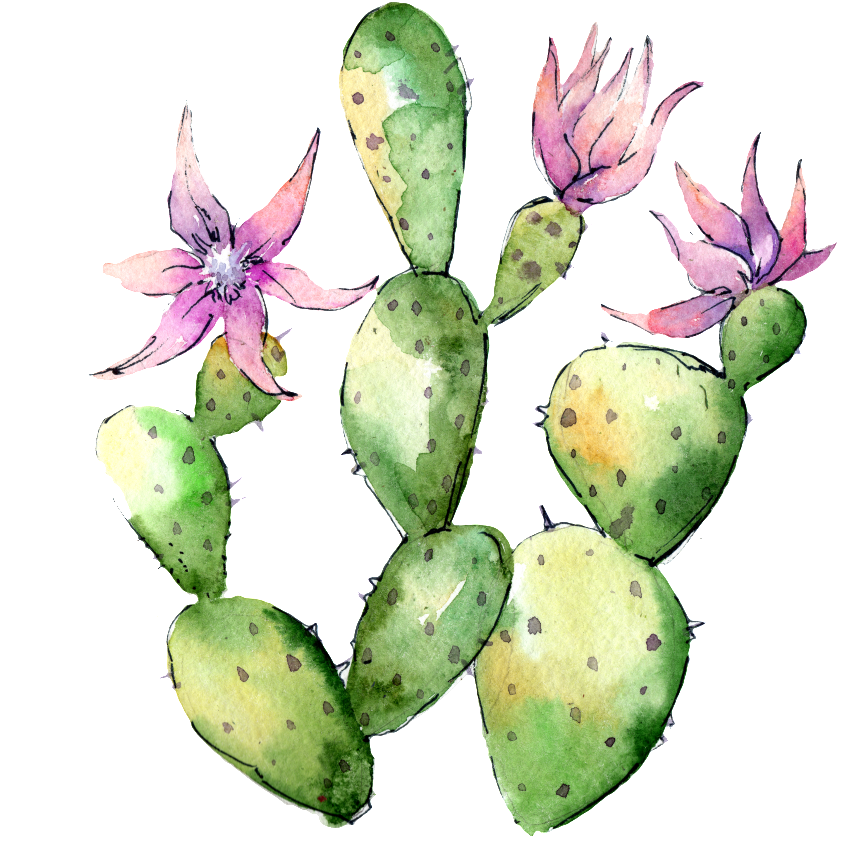 Hand Painted Flowering Cactus Png Transparent - Wild Flower Cactus (1024x1024), Png Download