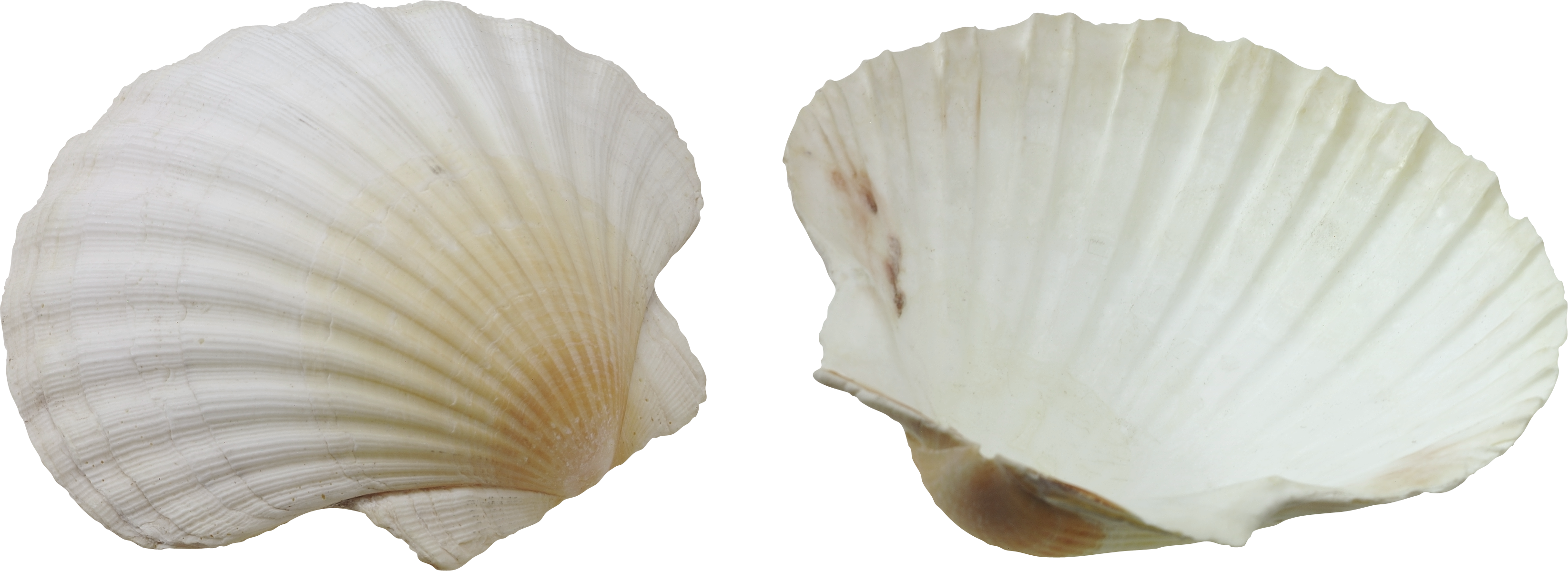 Seashell Png - Seashell (3290x1199), Png Download