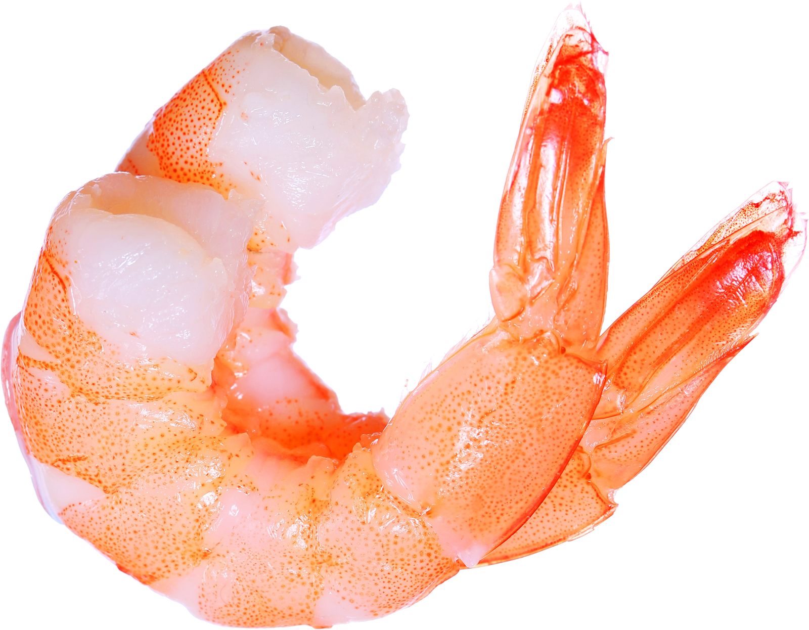 Free Shrimp Png Images - Camarão Png (1600x1246), Png Download
