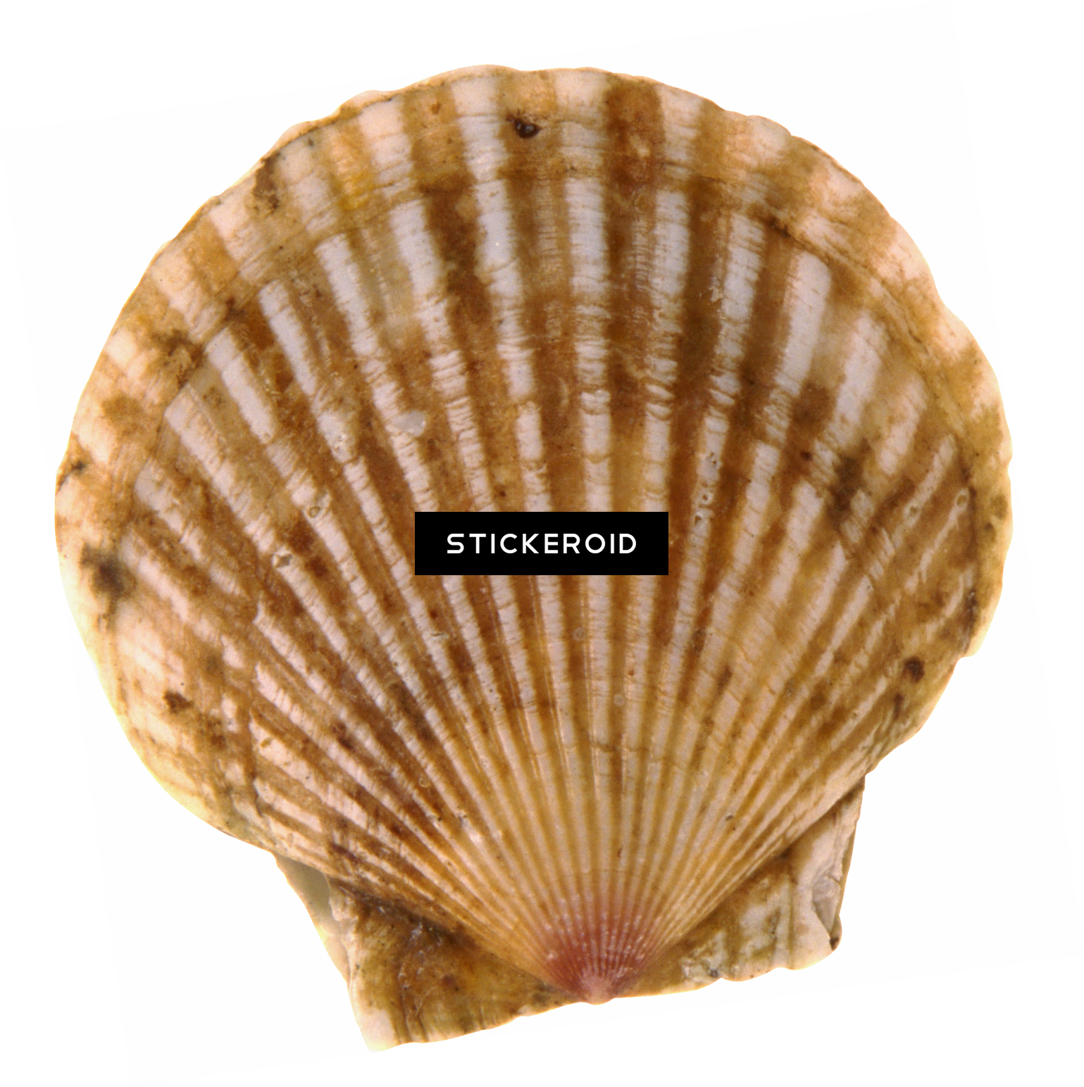 Seashell Animals - Жемчужина В Мутной Воде (1539x1544), Png Download