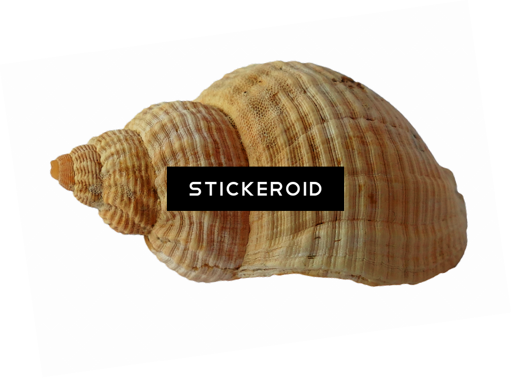 Seashell Animals - Shell (1038x767), Png Download