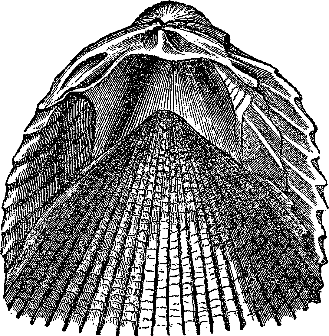 Digital Sea Shell Downloads - Black And White (1200x1226), Png Download