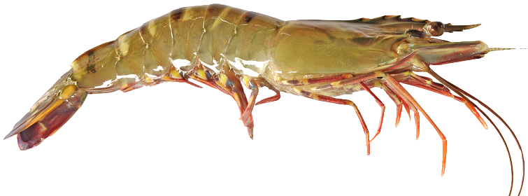 Black Tiger Shrimp - Black Tiger Shrimp Png (755x280), Png Download