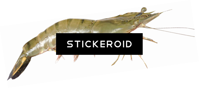 Shrimps - Litopenaeus Setiferus (827x366), Png Download