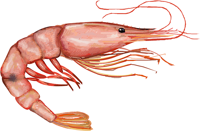 Shrimp Clipart Png - Pink Shrimp Png (650x427), Png Download