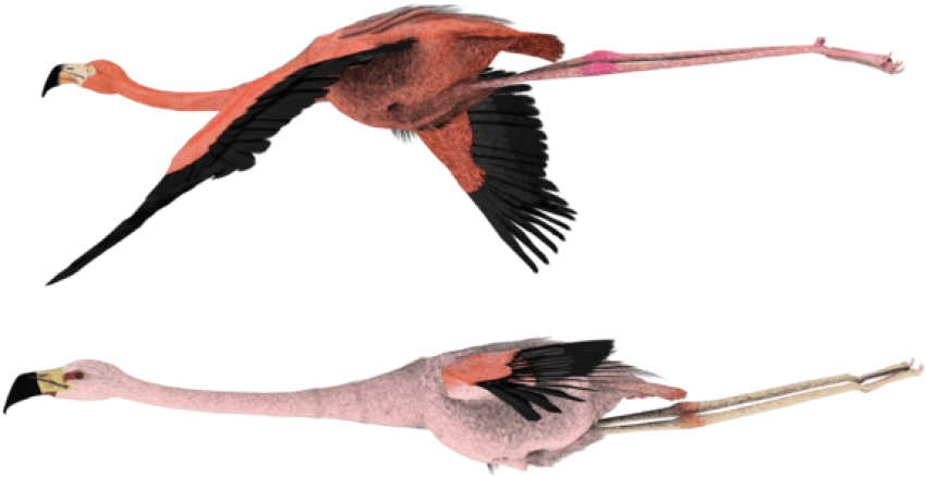 Flying Flamingo Png - Pink Flamingos Flying Png (600x480), Png Download
