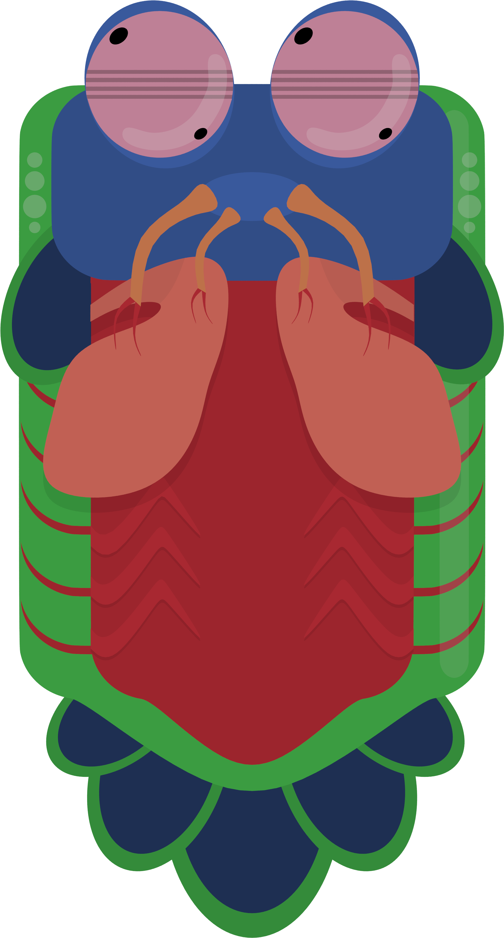 Animal[animal] [artwork Only] Mantis Shrimp - Mantis Shrimp Deeeep Io (2000x3723), Png Download