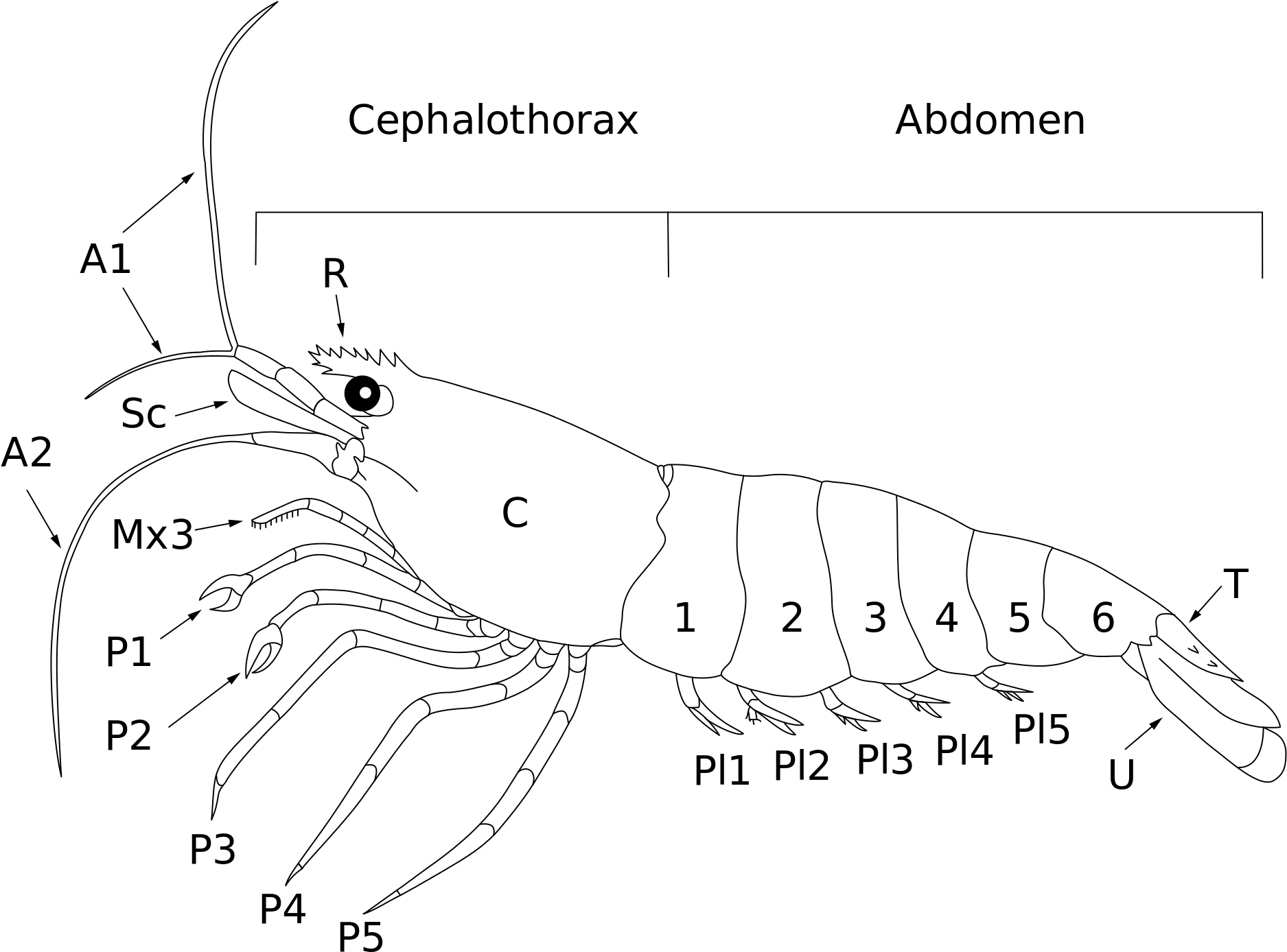 Open - Anatomy Shrimp Png (2000x1500), Png Download