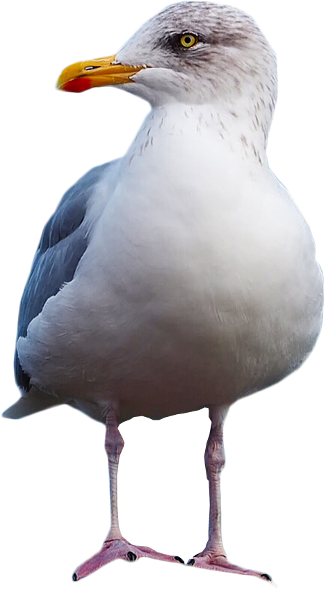 Gull Standing Png Image - Gulls (1058x1342), Png Download