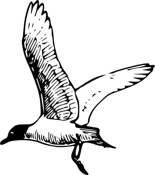 Drawn Seagull Seagull Wing - Seagull Clipart Black And White (638x720), Png Download