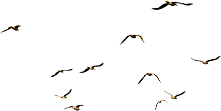 A Big Group Of Cutout Seagulls Flying Around And Having - Prison Ministry By Mail (450x450), Png Download