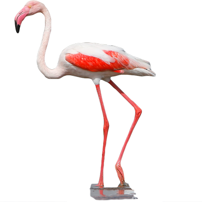 Greater Flamingo (400x400), Png Download