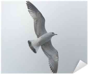 European Herring Gull (400x400), Png Download
