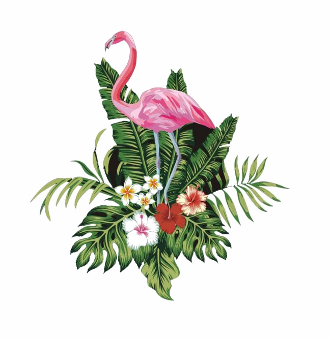 Download Flamingo Png High Quality Image Flamingo Png Png Image With No Background Pngkey Com