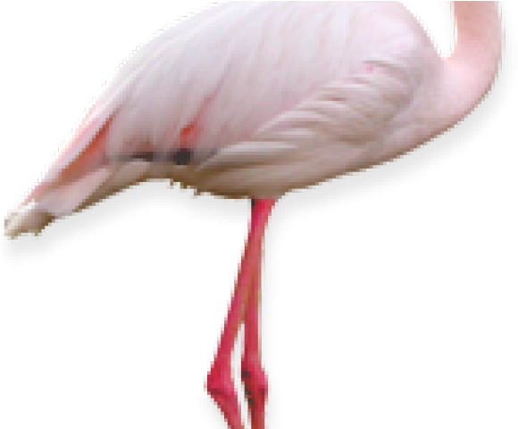 Flamingo Png Transparent Images - Portable Network Graphics (640x480), Png Download