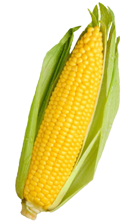 Corn Png Cliparts Suggest Cliparts & Vectors - Vegetables Corn (385x496), Png Download