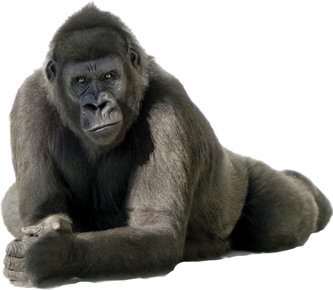 Gorilla Png (662x577), Png Download