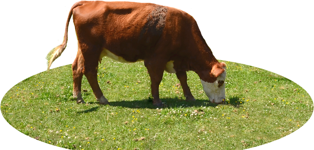 Cattle Grazing Png (1256x635), Png Download