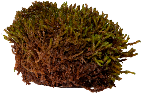 Scorpion Moss - Caribou Moss Png (550x420), Png Download