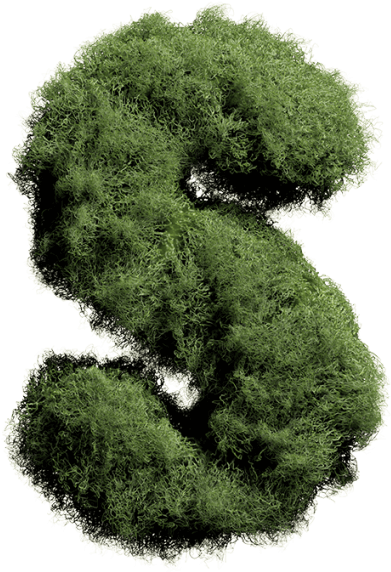 Moss Font - Non-vascular Plant (595x595), Png Download
