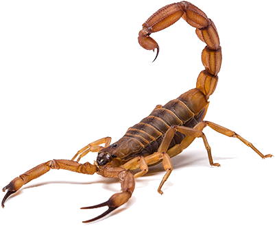 Scorpion Pest Control In Las Vegas - Scorpion Animal Png (500x382), Png Download