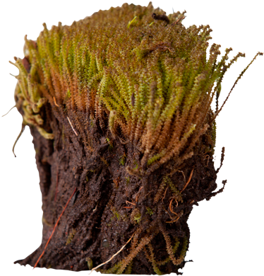 3d View - Arctic Plants Roots (550x420), Png Download