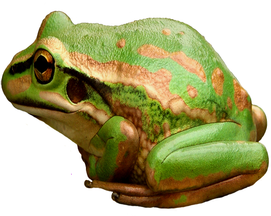 Green And Golden Bell Frog (600x600), Png Download