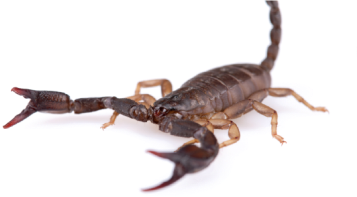 Scorpions - Scorpions Transparent (800x400), Png Download
