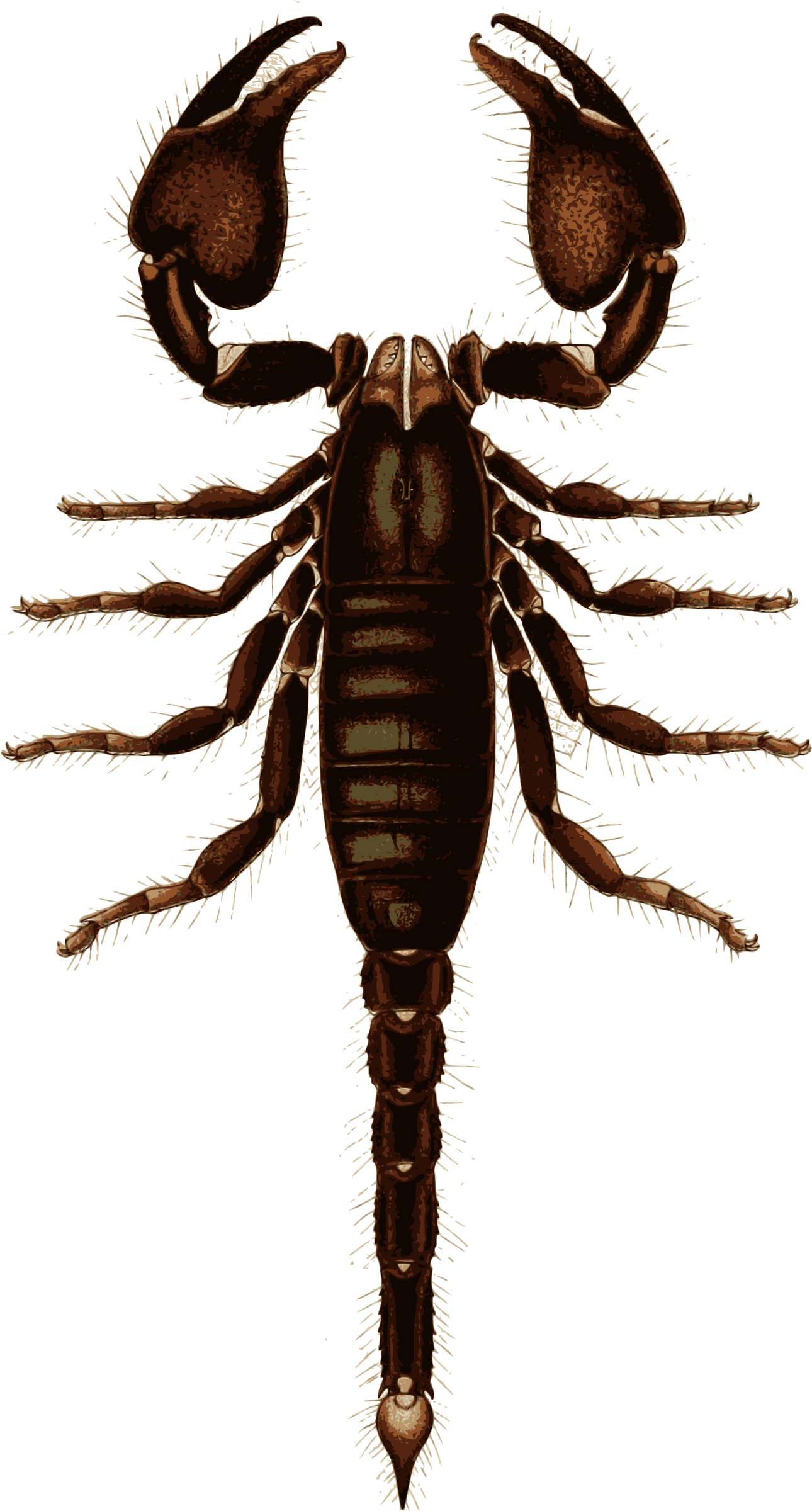 Big Image - Scorpion (1290x2400), Png Download