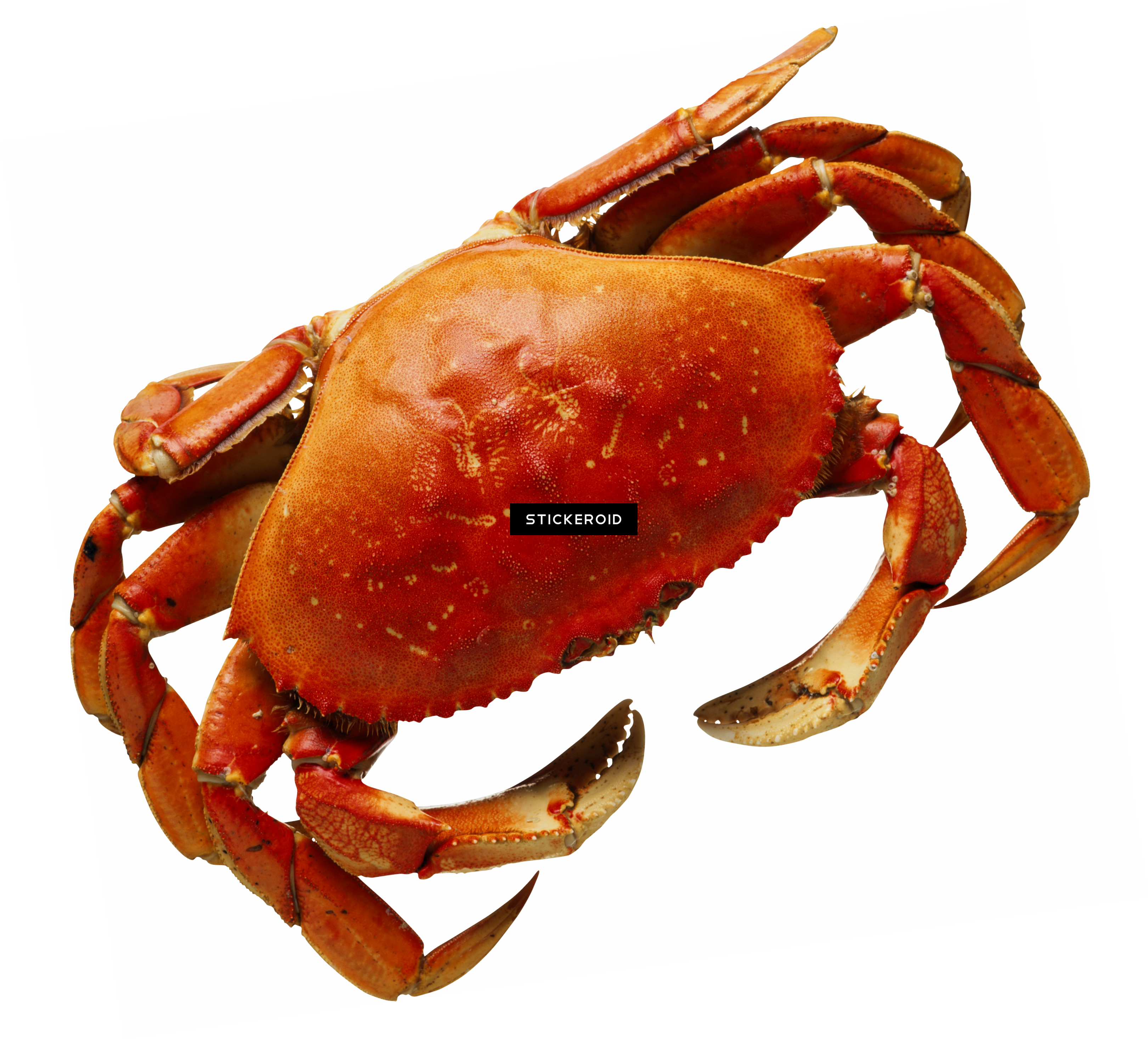 Crab - Buey De Mar Png (3241x2935), Png Download