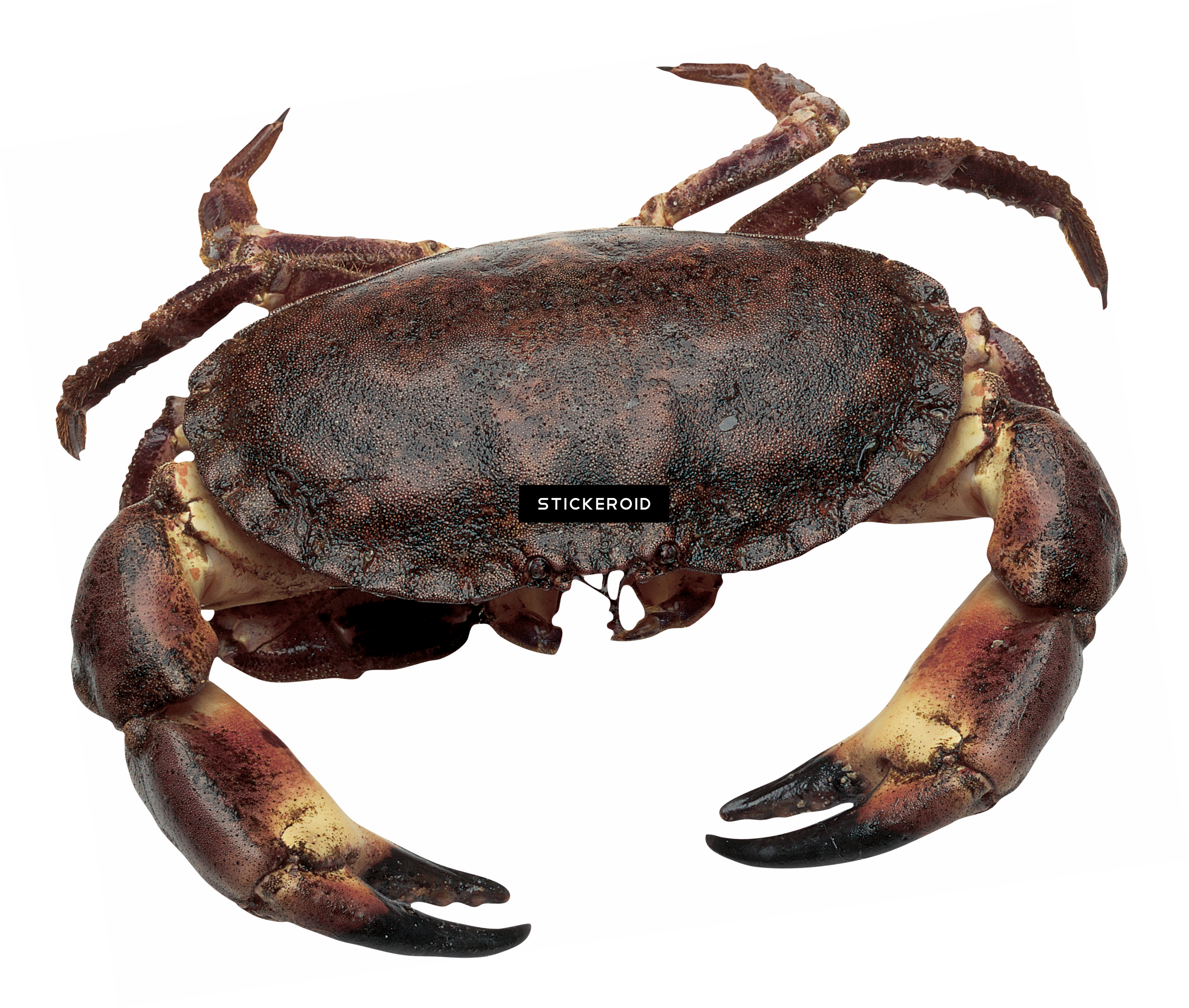 Crab - Dorset Crab (2845x2413), Png Download