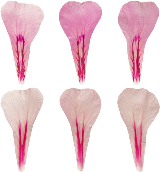 Materials - > - Nature - Artificial Flower (600x600), Png Download