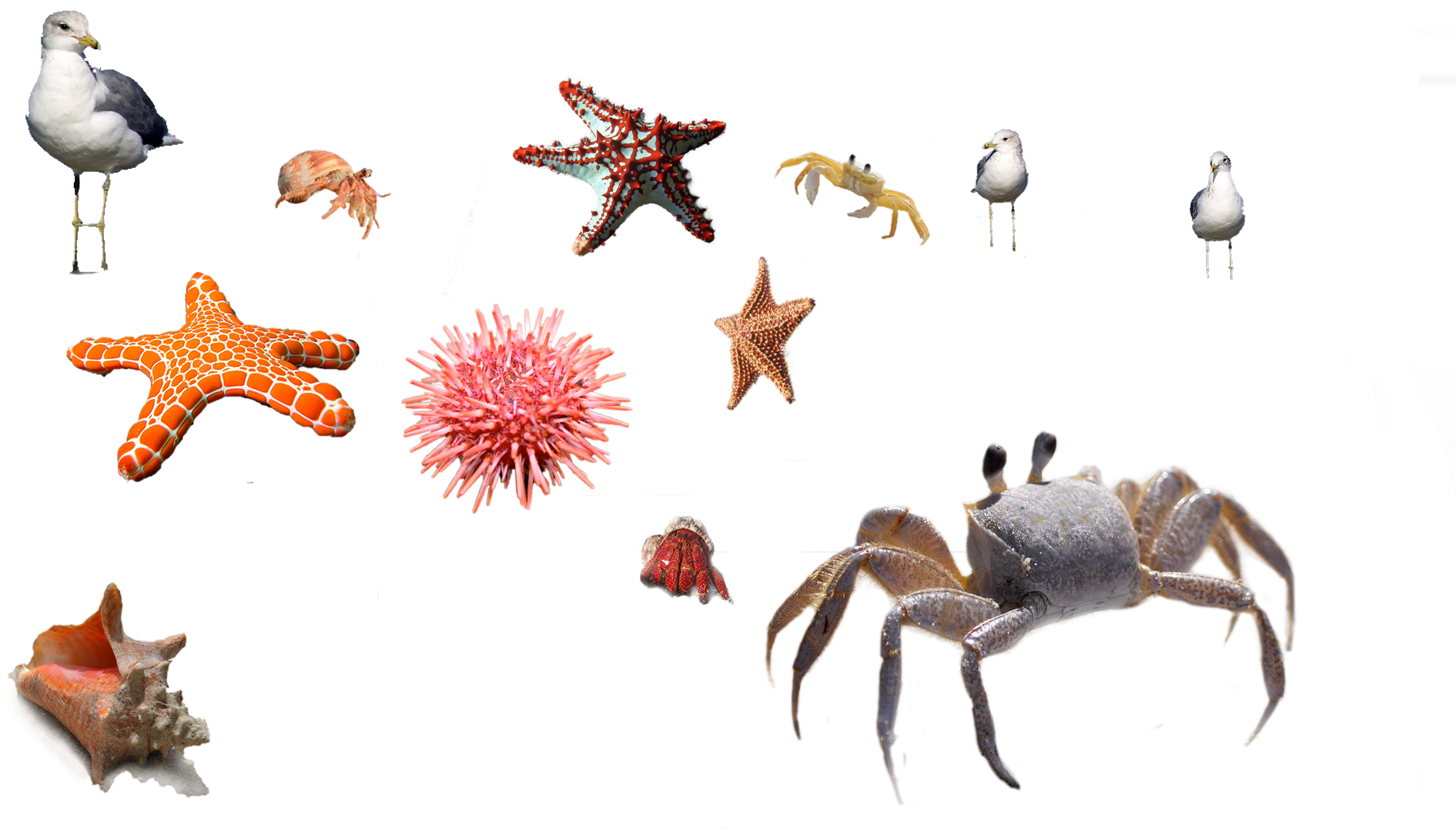 Sea Urchin Crab Starfish Sea 666131 - Starfish (1920x1080), Png Download