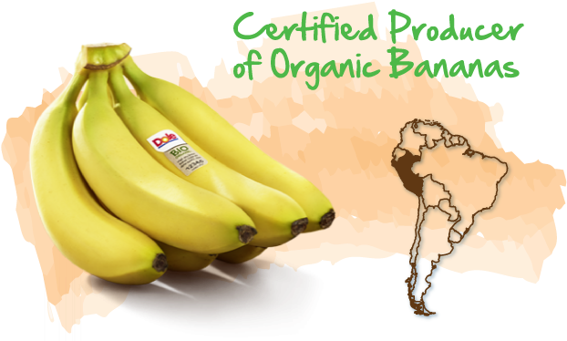 Peru Certified Producer Of Organic Bananas - Organic Bananas Peru (638x410), Png Download