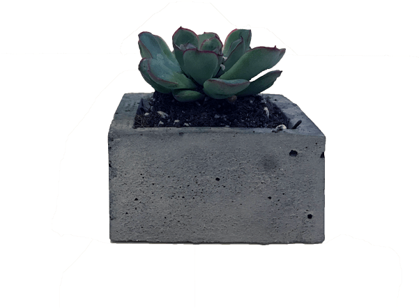 Succulent - Eastern Prickly Pear (600x581), Png Download