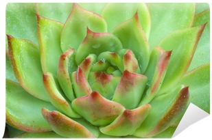 Green Brown Echeveria Succulent Plant Wall Mural • - Echeveria (400x400), Png Download