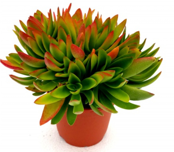 Red Flames Calederoniae Succulent Plant - Succulent Plant (600x770), Png Download