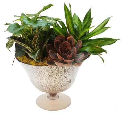 Succulent Evergreen - Ficus Elastica Em Vaso (441x368), Png Download