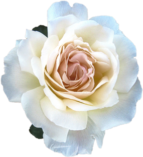 Rose Petal Cosmic Face Mist - Zipcode Design Metal Matted Photo Picture Frame Colour: (480x334), Png Download