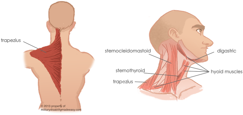 Torso Muscles 7 - Sternomastoid Trapezius And Paravertebral Muscles (864x407), Png Download