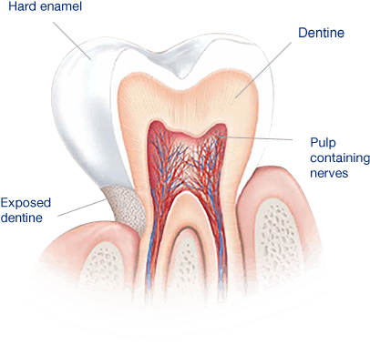 What Causes Sensitive Teeth - 牙 本质 (460x460), Png Download