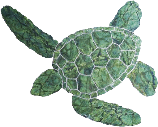 Hawaiian Green Turtle - Green Turtle Png (524x440), Png Download