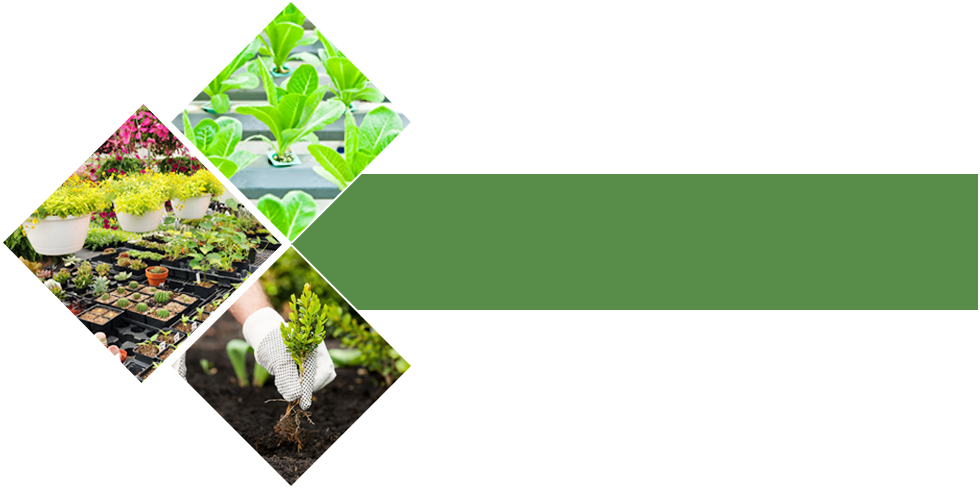 Garden There's A Fantastic Choice Of Plants In Our - Garden (980x488), Png Download